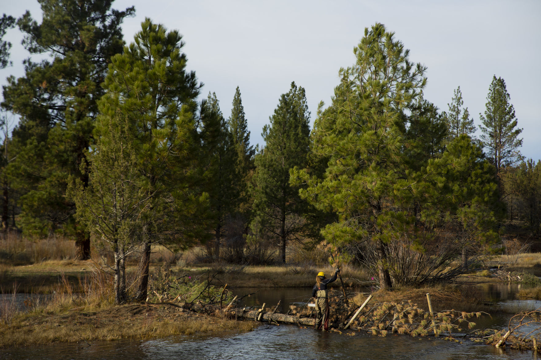 Harmony Preserve Restoration Project